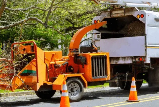 tree removal essex