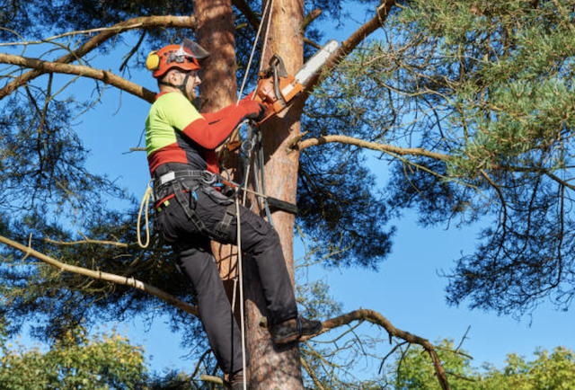 tree pruning Llewellyn Park nj