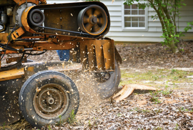 stump grinding essex nj