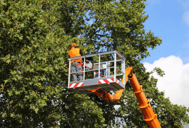 tree trimming essex