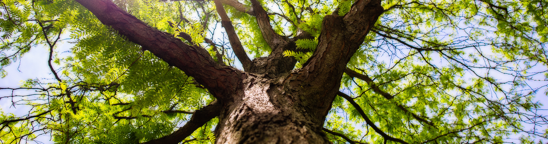 Essex Tree Care