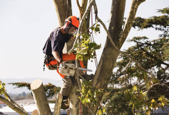 tree removal essex