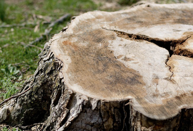 stump grinding East Orange nj